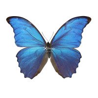 MORPHO DIDIUS